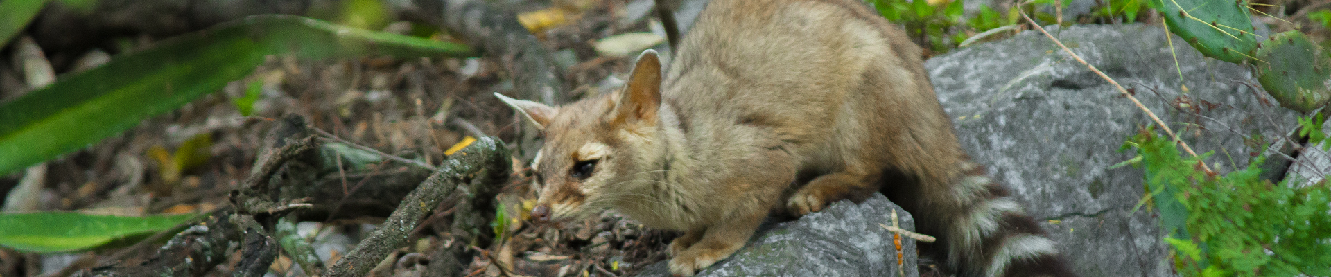 Cerro de la Silla - Monterrey N.L.